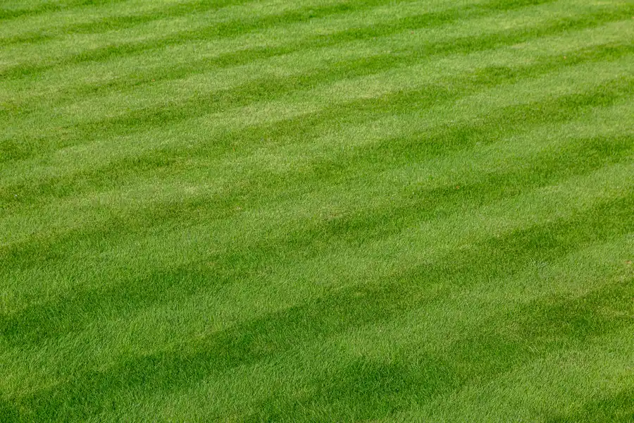 How To Choose The Right Lawn Care Service For Your Yard Santa Rosa Beach, FL