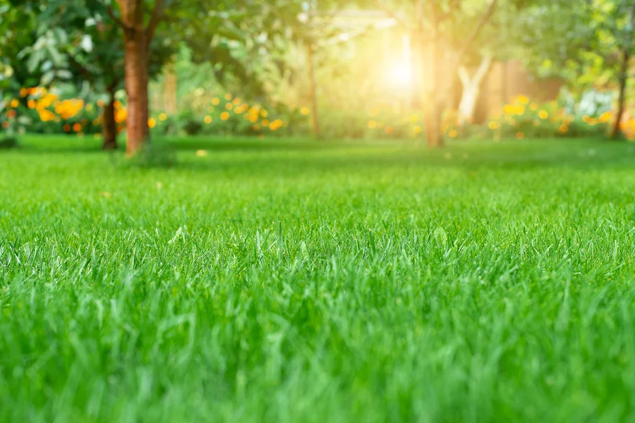 The Role Of Lawn Care Services In Preventing Weed Growth Santa Rosa Beach, FL